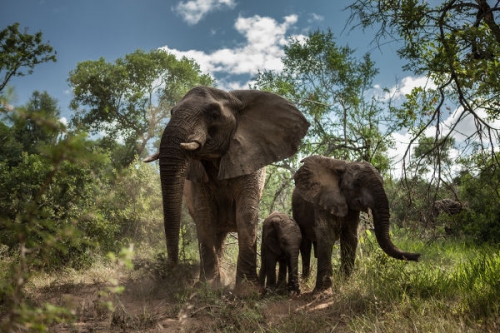 Vad Dél-Afrika I./1. tartalma - National Geographic Wild (HD) 2018.04.23 00:00