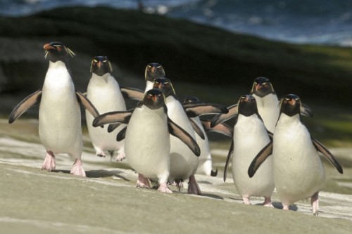Pingvinek - Kém a kolóniában I./1. tartalma - Viasat Nature (HD) 2017.12.17 19:55