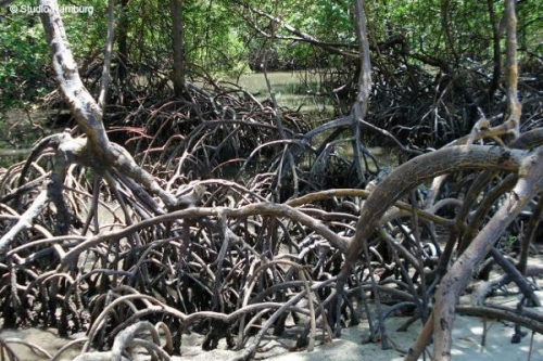 Veszélyben a mangrovék tartalma - DIGI World (HD) 2017.10.26 11:25