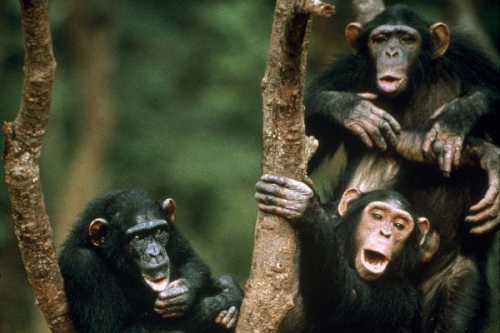 Ki majmol kit? I./3. tartalma - National Geographic Wild (HD) 2017.12.14 20:00