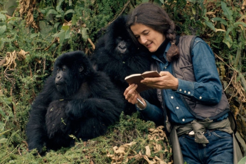Dian Fossey: titkok a ködben I./1. tartalma - National Geographic (HD) 2017.12.24 21:00
