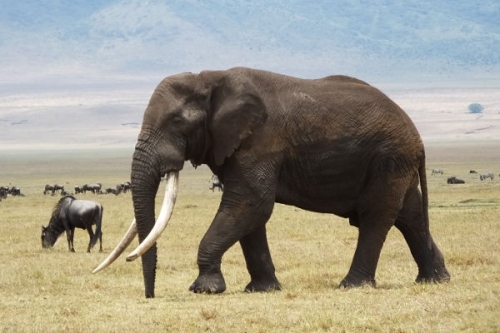 Az elefántok védelmében I./2. részletes műsorinformáció - Animal Planet (HD) 2018.01.19 21:00