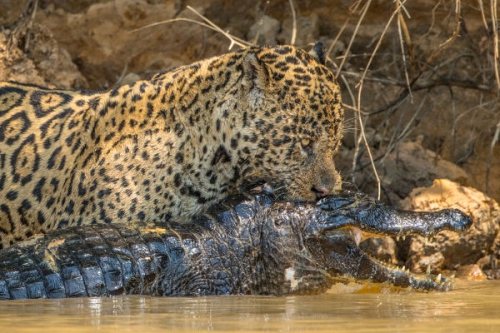 Jaguárok a kajmánok ellen részletes műsorinformáció - National Geographic Wild (HD) 2018.02.24 17:00