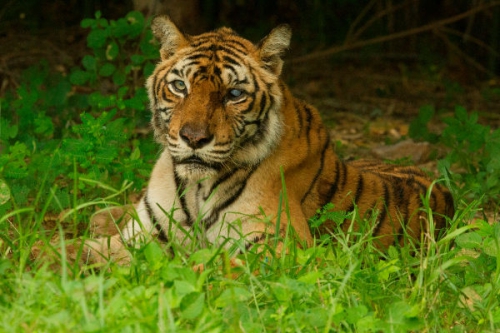 A világ leghíresebb tigrise tartalma - National Geographic Wild (HD) 2018.01.21 21:00