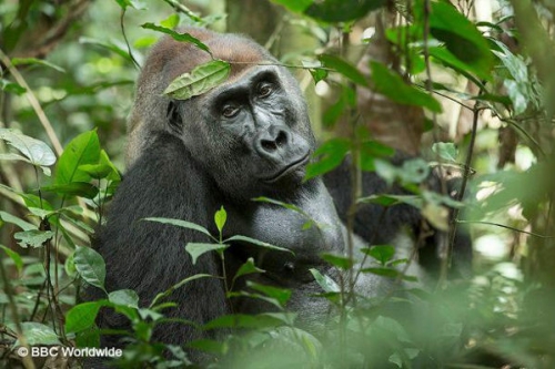 Az én Kongóm tartalma - DIGI Animal World (HD) 2017.12.22 20:55