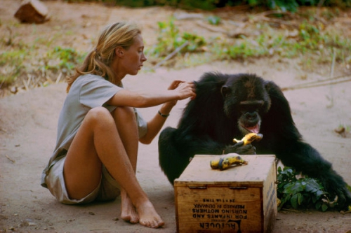 Jane - Egy élet a csimpánzok között tartalma - National Geographic (HD) 2018.04.22 11:00