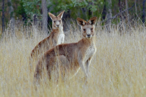 A kenguruk titkos élete I./1. tartalma - Spektrum (HD) 2018.04.28 09:05