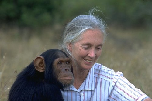 Jane Goodall: A remény tartalma - National Geographic (HD) 2020.04.25 08:00