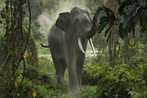 Univerzum - Az ázsiai elefánt - Kaziranga Nemzeti Park tartalma - M5 (HD) 2018.02.18 00:05
