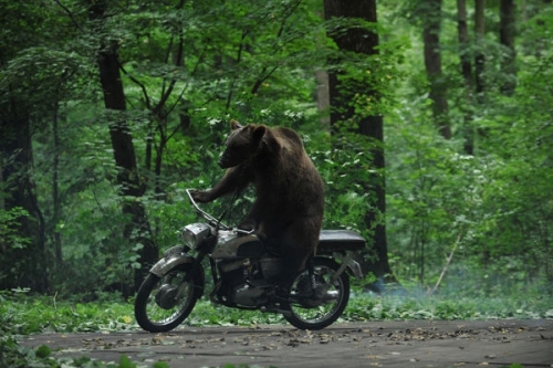 A medve - román filmvígjáték