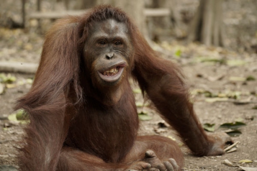Orángutánok dzsungeliskolája I./2. tartalma - Love Nature (HD / 4K) 2024.04.20 06:55