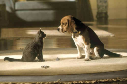 Kutyák és macskák tartalma - film+ (HD) 2024.05.02 10:30