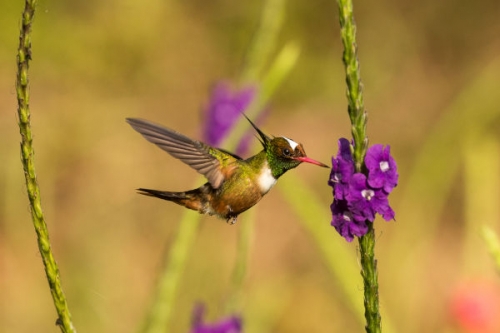 Kolibrik: A természet repülő csodái tartalma - National Geographic Wild (HD) 2024.05.04 14:00