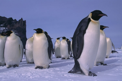 Pingvinek királysága tartalma - National Geographic Wild (HD) 2018.02.19 19:00