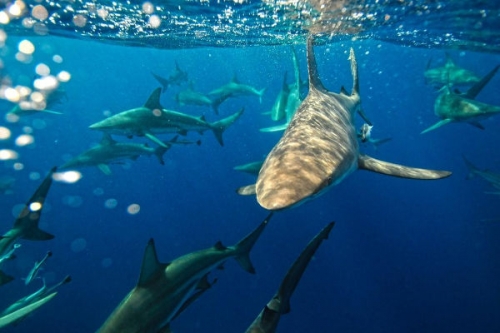 Amerika cápái tartalma - National Geographic Wild (HD) 2018.03.26 14:00