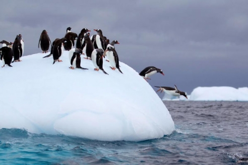 Vad Antarktisz tartalma - National Geographic Wild (HD) 2018.02.28 10:00