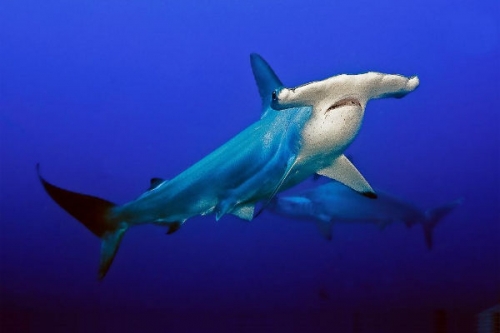 Meghökkentő cápák tartalma - National Geographic Wild (HD) 2017.11.26 07:00
