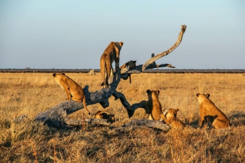 Afrika ravasz ragadozói I./1. részletes műsorinformáció - National Geographic Wild (HD) 2018.04.18 02:48