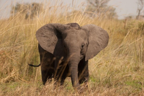 Az elefántkirálynő tartalma - National Geographic Wild (HD) 2018.03.23 01:00