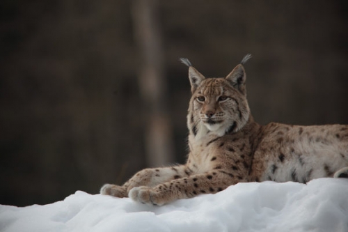Tél a vadonban tartalma - National Geographic Wild (HD) 2018.04.25 20:00
