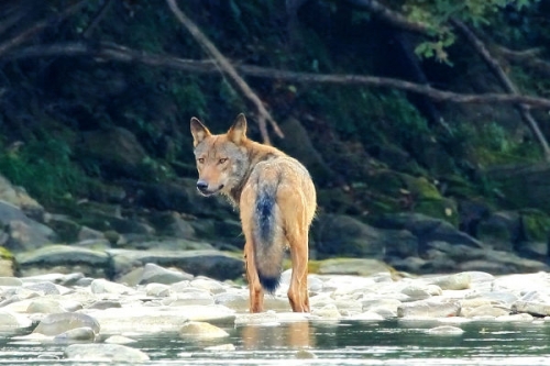 Farkasok hegysége részletes műsorinformáció - National Geographic Wild (HD) 2018.03.01 10:00