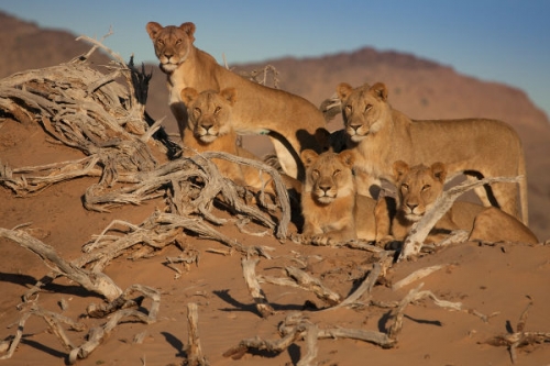A Namib-sivatag oroszlánjai tartalma - National Geographic Wild (HD) 2017.09.29 06:00