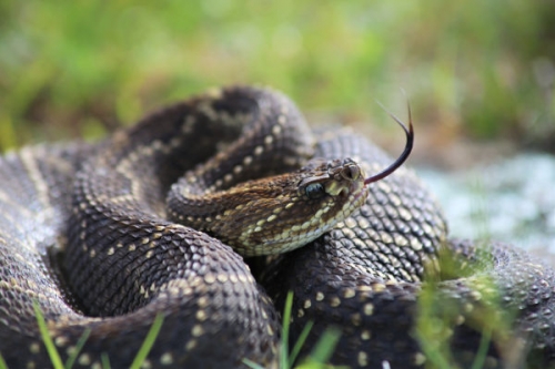 A tíz leghalálosabb kígyó III./1. tartalma - National Geographic Wild (HD) 2024.05.03 02:00