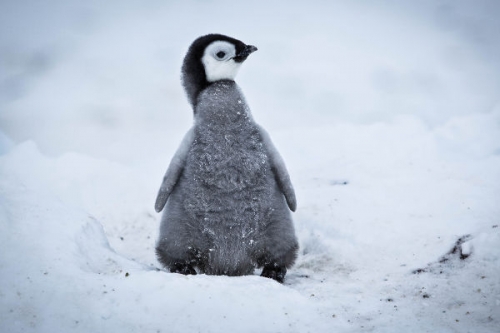 Egy pingvinfióka élete tartalma - Spektrum (HD) 2018.01.21 08:00