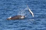 tv-műsor: Cápák a delfinek ellen