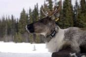tv-műsor: A Sziklás-hegység vad vidéke: A Yellowstone-tól Yukonig I./4.